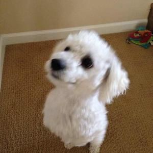 Meet your Posher, Bing